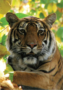 Status of Tigers, Co-Predators and Prey in India
